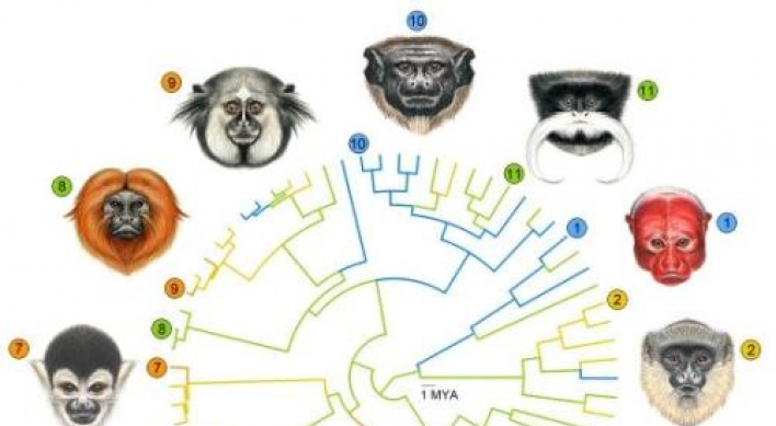 Why faces of primates differ dramatically from one another?