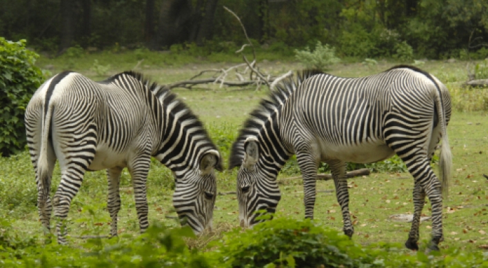 Zebra stripes seen as bug defense