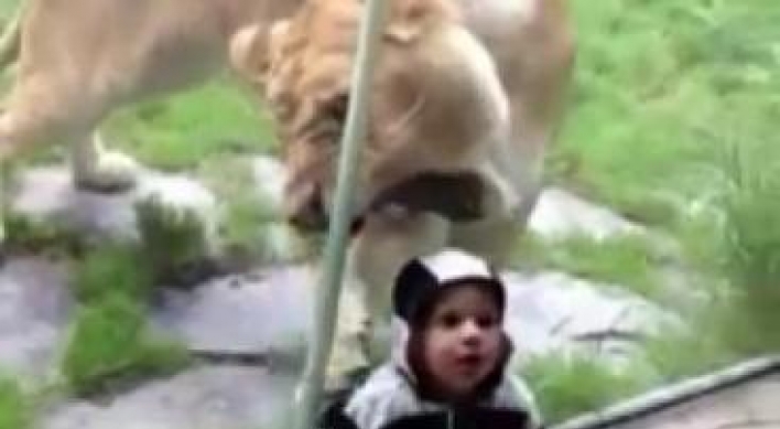 Hungry lion goes after baby wearing zebra colors, in vain