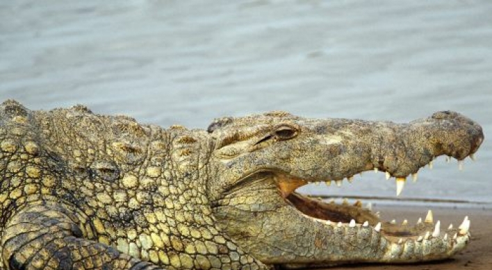 Ancient crocodile may have dined on humans