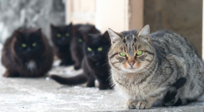 Couple splits over wife's 550 cats
