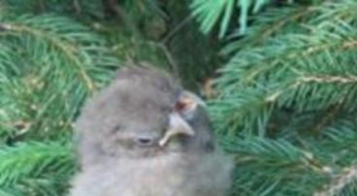 Baby bird found with 2 heads, 3 beaks