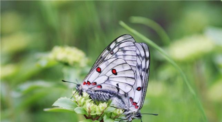 Rare butterfly to be reintroduced