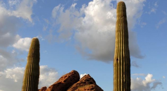 Saguaro cactus puts man in intensive care
