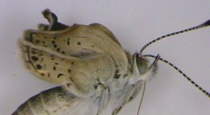 Mutations found in Fukushima butterflies