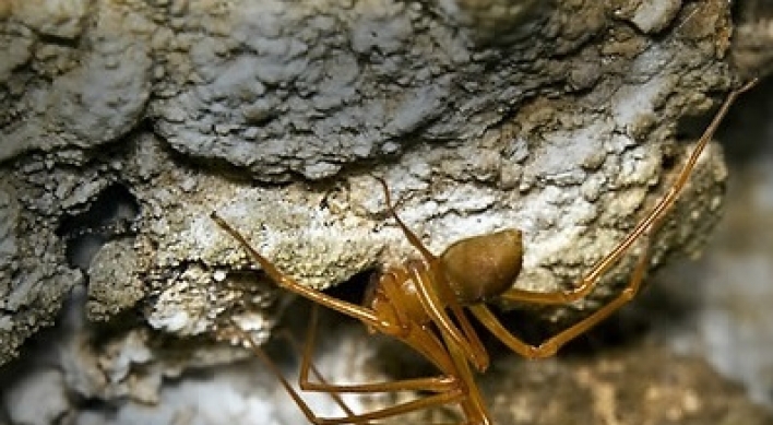 New spider family found in U.S. caves