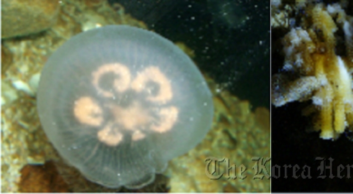 Scientists seek beneficial uses for jellyfish