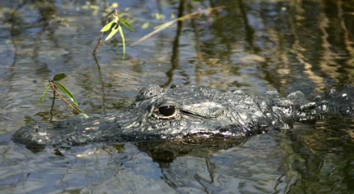 Woman kills 12-foot gator in S.C.