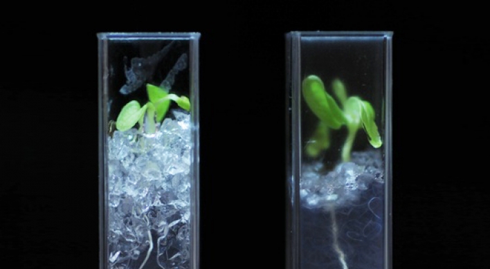 Plant scientists create ‘see-through’ soil
