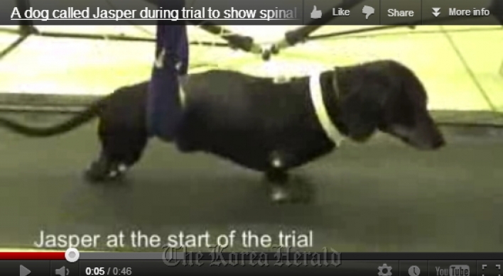 Paralyzed dogs walk after cell transplant