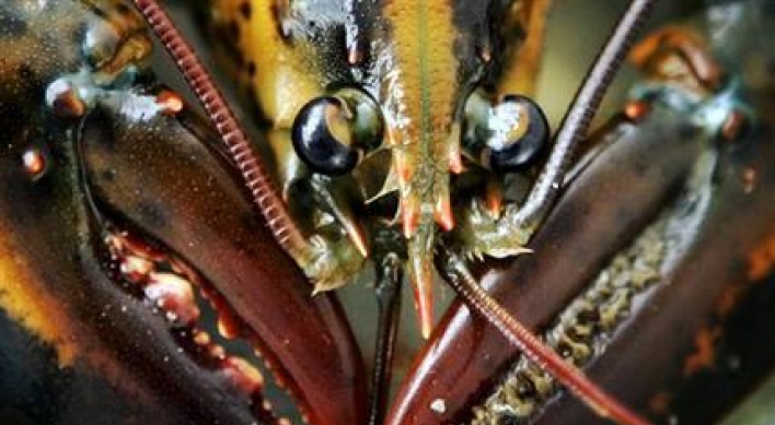 Like trees, lobsters show age in growth rings