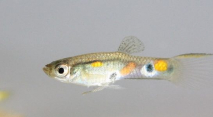 Guppies use ugly friends to seem more attractive