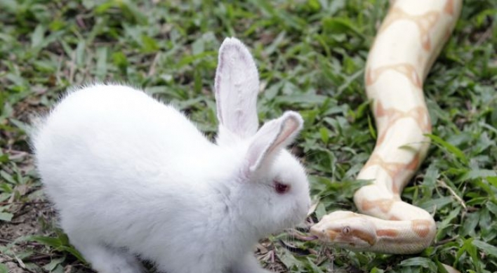 Demise of Neanderthals linked to rabbits