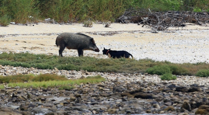 Boar war: Korea struggles to deal with wild pigs