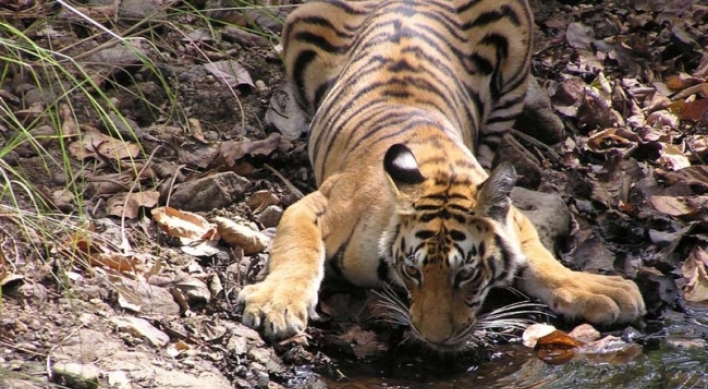 India scrambles to save tigers from deadly virus