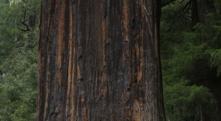 California’s redwoods: Land of the giants