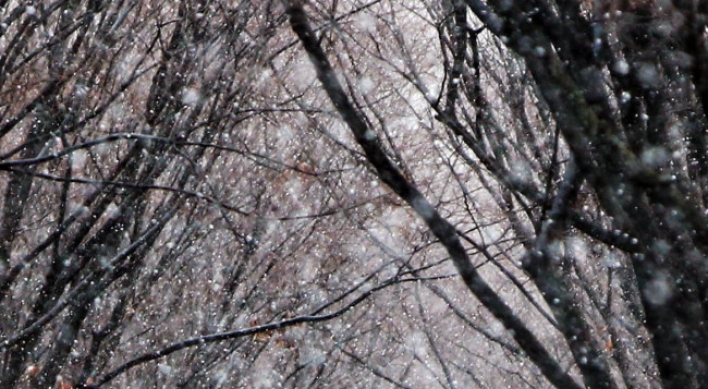 (Photo News) Snowfall in park