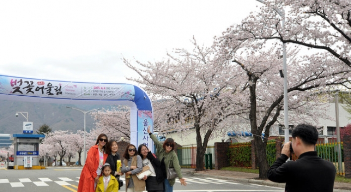 (Photo News) Cherry Blossoms
