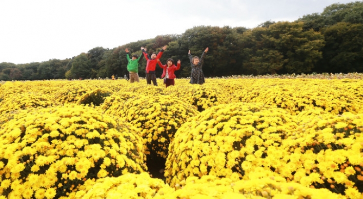 Chrysanthemum flower festivals in the offing