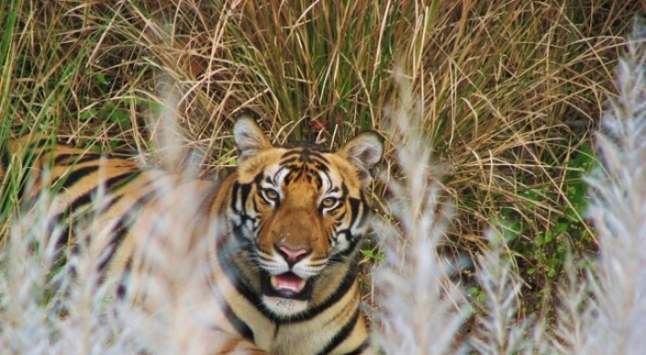 Wild tiger population on rise