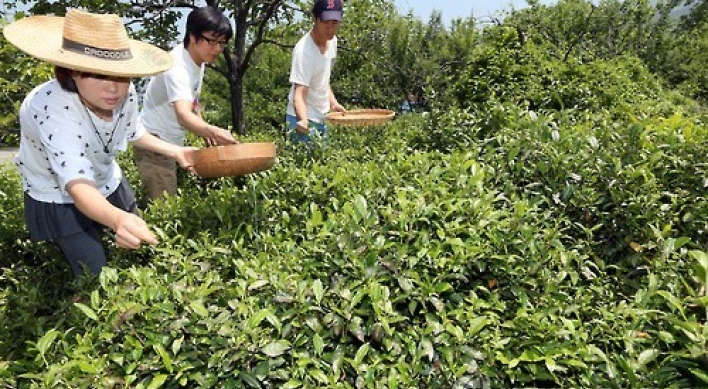 Korea eyes exports of signature green tea