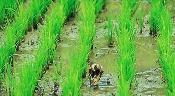 Korea's rice production costs down for 3 straight yrs in 2016