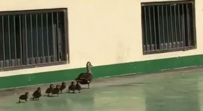 Ducklings trapped in building reunited with mother