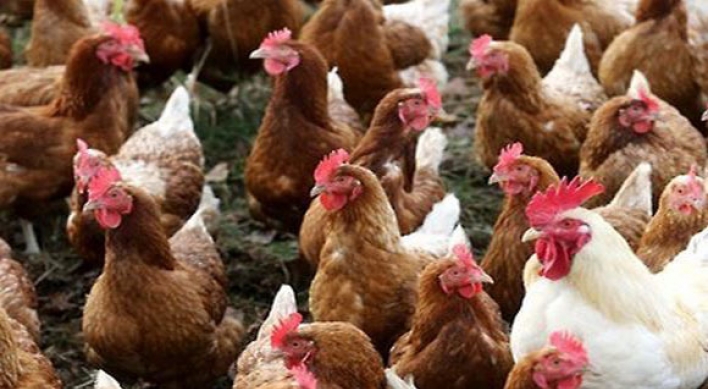 Govt. to inspect all chickens for insecticides