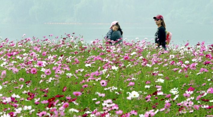 [Photo News] Cosmos in full bloom