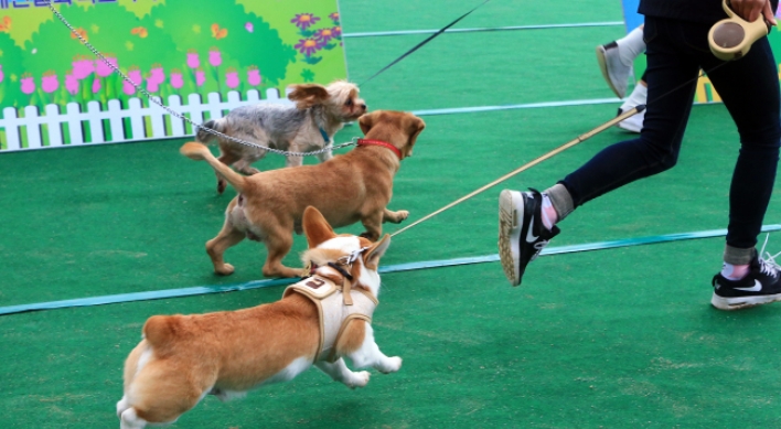 Korea moves to toughen law over negligent dog owners
