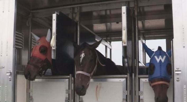 Korean horse racing body imported more than 4,000 horses in last 10 yrs: lawmaker