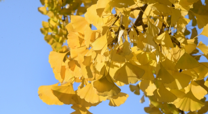 [Photo News] Brilliant shades of ‘stinky’ ginkgo trees
