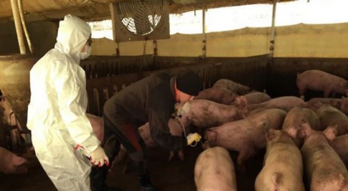 Korea confirms foot-and-mouth disease at pig farm