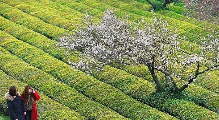 S. Korea's Hadong named FAO agricultural heritage system for tea-growing method