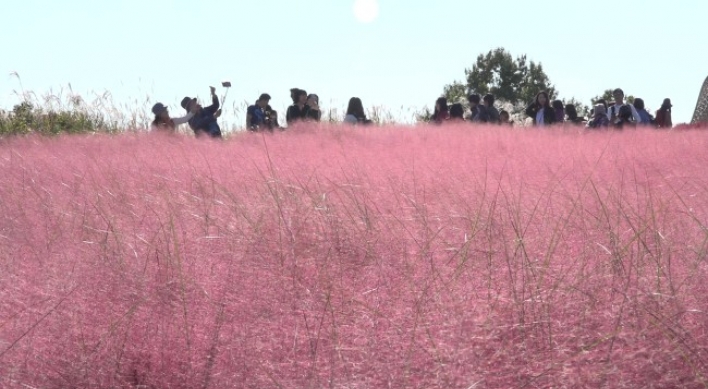 [Video] Autumn blooms in pink nationwide