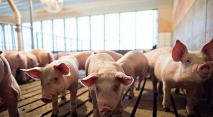 Alleged brutal killings of piglets at pig farm draw animal abuse outcry