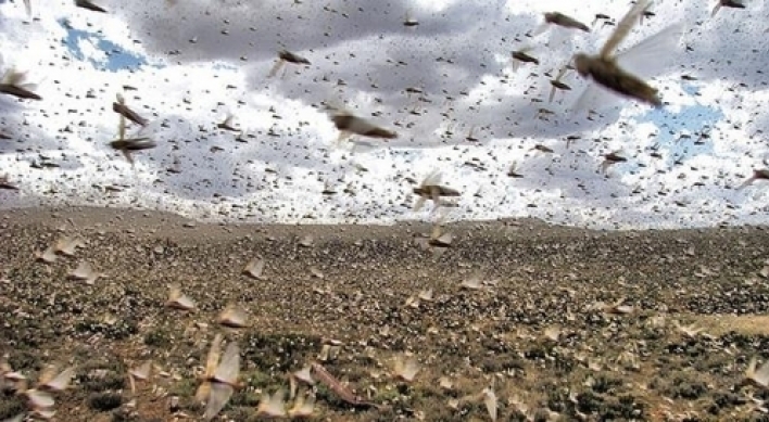 폭염 덮친 이탈리아, 해충에 몸살…사르데냐 메뚜기떼 습격