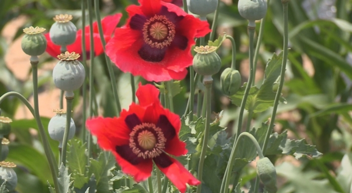 6 arrested for cultivating 1,306 opium poppies: Coast Guard
