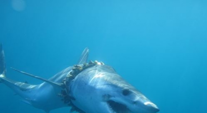 바다 포식자 상어 수백마리 고통스러운 죽음...왜?