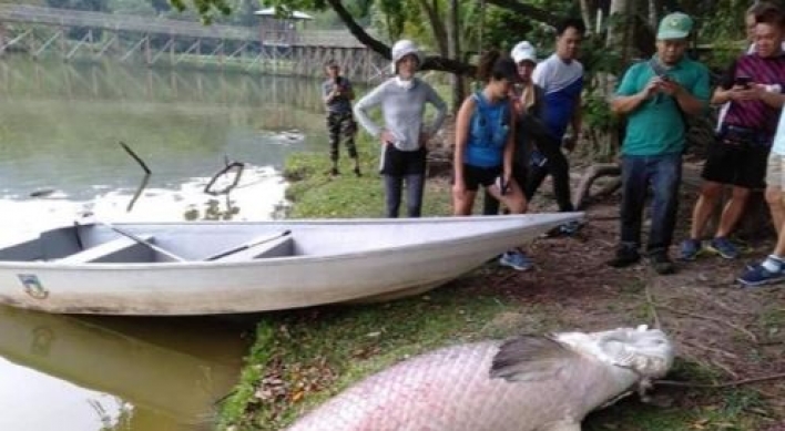 말레이 코타키나발루 인근 호수 '108㎏ 물고기' 발견