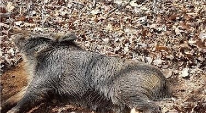 2 wild boars found dead with traces of African swine fever