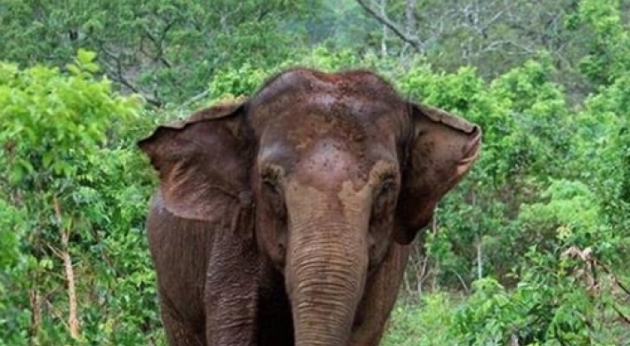 칠레의 마지막 '서커스 코끼리' 브라질서 새 보금자리 찾아