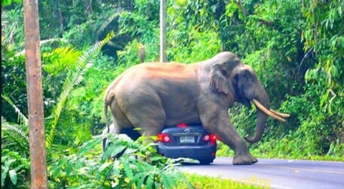 태국 국립공원서 코끼리에 차량 깔려…찌그러지고 뒷유리도 박살