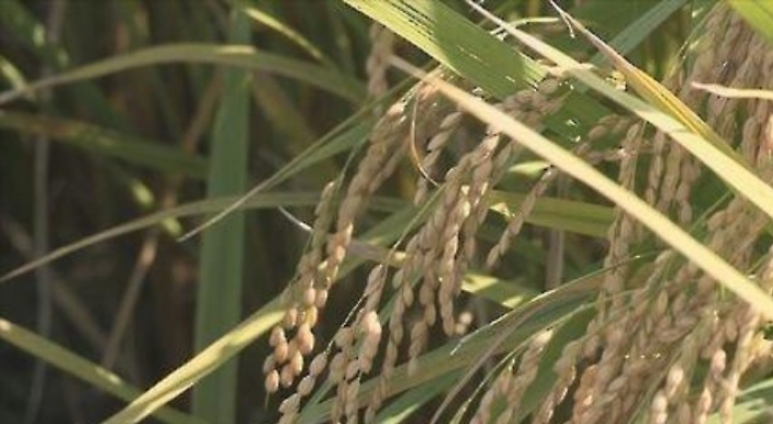 WTO to allow S. Korea to keep current tariff rate on imported rice