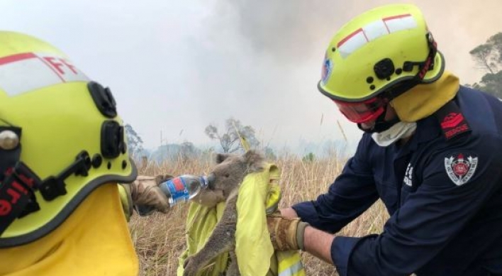 호주 산불에 코알라 '기능적 멸종' 직면…서식지 80% 불타