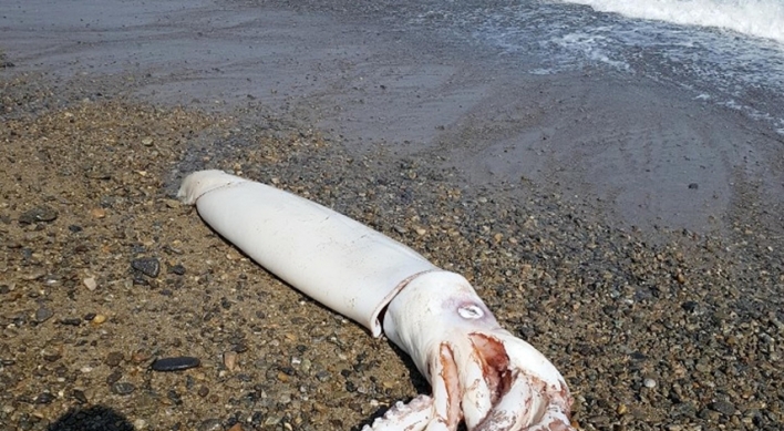 포항 바닷가서 길이 3ｍ 대왕오징어 죽은 채 발견