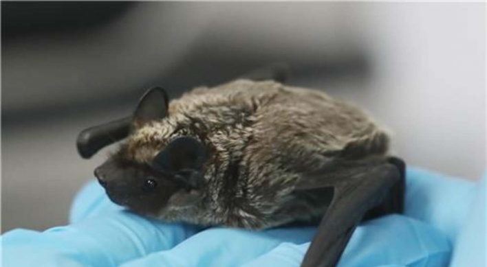 인천서 박쥐 목격담 잇따라…바이러스 전파 가능성은?