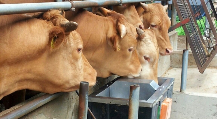 Number of beef cattle in S. Korea hits all-time high in Q3