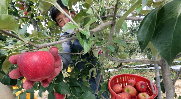 [Photo News] Preparation of Apples for Chuseok