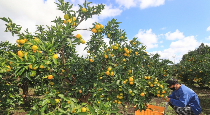 [Photo News] Harvesting tangerines on Jeju Island